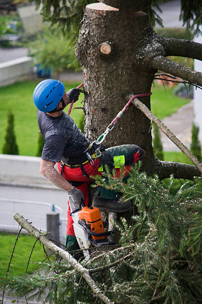 How Our Tree Care Process Works  in  China Spring, TX