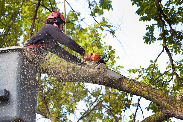  China Spring, TX Tree Services Pros